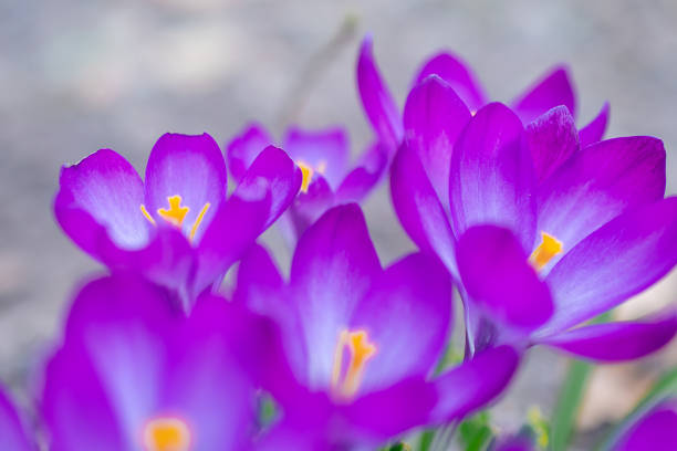 Group of crocus flowers on a spring meadow