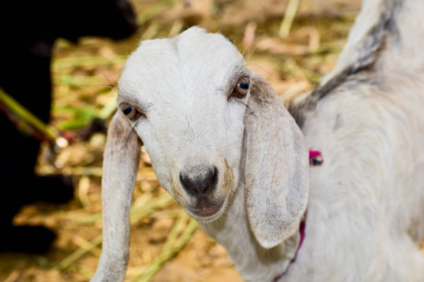 Portrait of a white little goat closeup