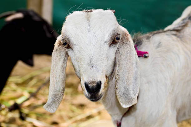 istock white little goat closeup 1392693266