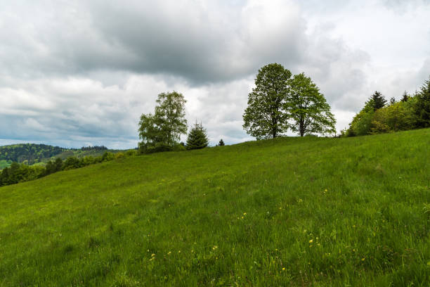 istock Fresh green springtime meadow with few trees and hill covered by forest on the background in Czech republic 1392693292
