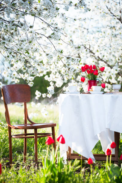 breakfast in the spring garden - flower cherry cup tea imagens e fotografias de stock