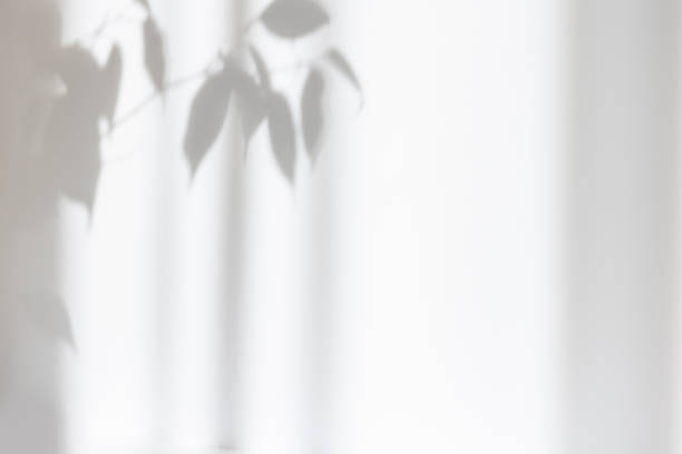 parete di texture di cemento bianco con ombra grigia della pianta fogliare. sfondo astratto estivo. concetto minimale. spazio di copia. mockup. - beautiful surface level leaf lush foliage foto e immagini stock