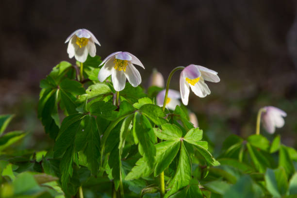Anemone nemorosa is an early-spring flowering plant in the genus Anemone. Anemone nemorosa is an early-spring flowering plant in the genus Anemone. Macro photo wildwood windflower stock pictures, royalty-free photos & images