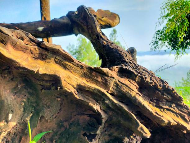 istock the texture of a tree trunk 1392694995