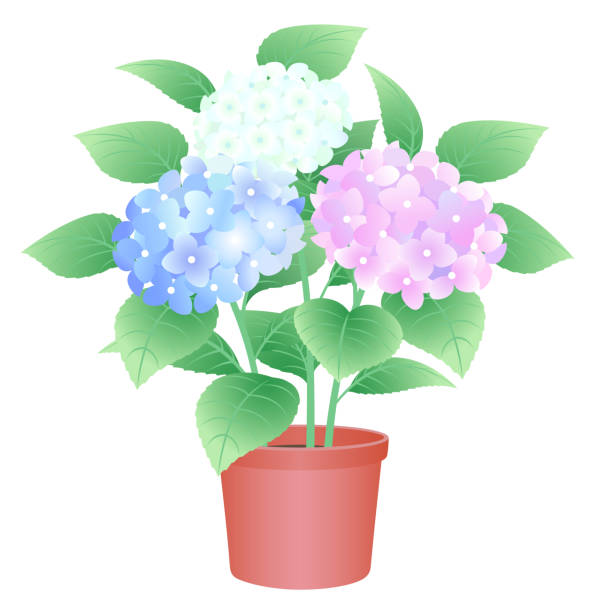 ガラスの花瓶 現実的なベクトル図で忘れな草の花 - イラストレーション