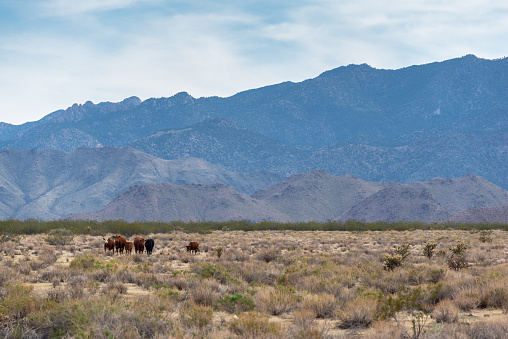 Cattle graze on scrub in the Hualapai Valley north of Kingman, Arizona. The Cerbat Mountains are in the background.