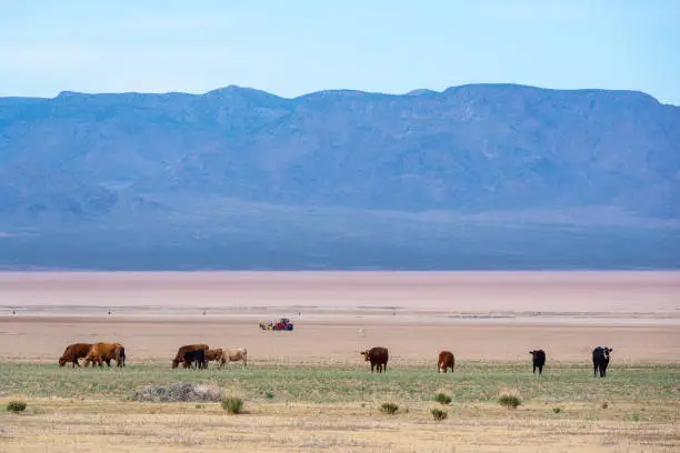 Cattle graze on farmland in the Hualapai Valley north of Kingman, Arizona. The Music Mountains are in the background.