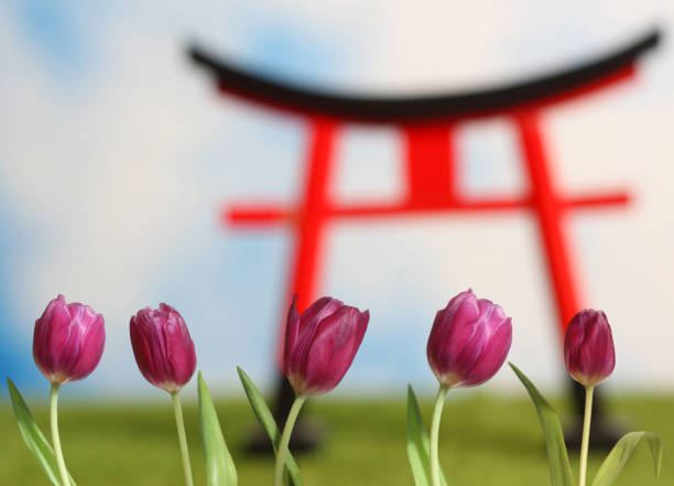 Pink Tulips Close up With Torii Gate in Background Shallow DOF Pink Tulips Close up With Torii Gate in Background torri gate stock pictures, royalty-free photos & images