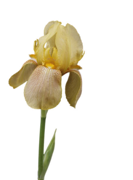 istock Yellow Bearded Iris in Bloom Isolated on White Background 1392697735