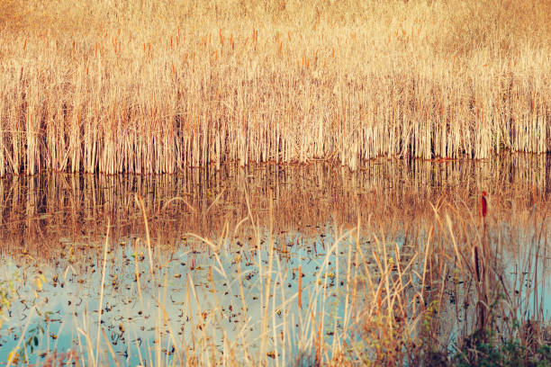 hierba de caña seca y amarilla en el borde del agua, lago de estanque azul con reflejos, en un día soleado y brillante - riverbank marsh water pond fotografías e imágenes de stock