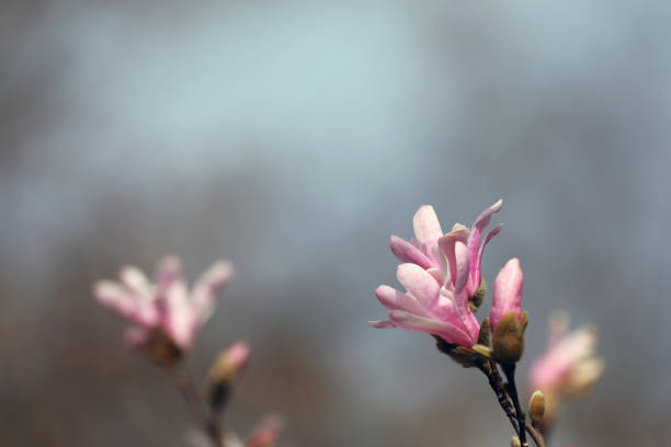 Magnolia blossom in spring in a garden