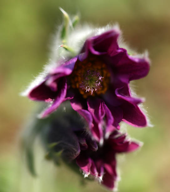 fleur de pasque à fleurs pulsatilla vulgaris au printemps - coupe en dégradé photos et images de collection