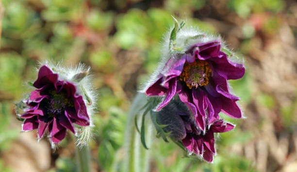 fleur de pasque fleurie pulsatilla vulgaris au printemps - coupe en dégradé photos et images de collection