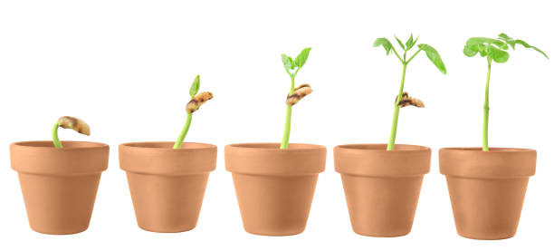 istock a sequence of bean plants sprouting in ceramic pots isolated 1392701071