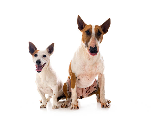 istock jack russel terrier and bull terrier 1392701285