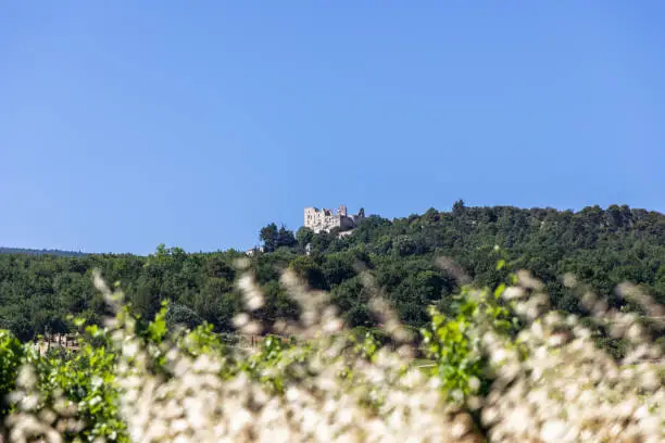 Photo of Ruins of Chateau de Lacoste (Carrieres du chateau du Marquis de Sade) are visible on hill behind dense forest, vineyard. Vaucluse, France
