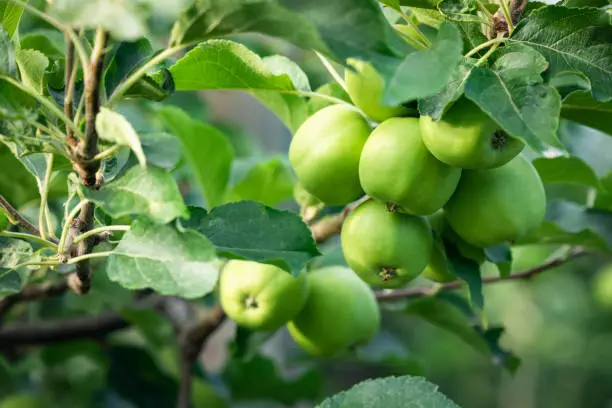 Photo of Apple tree branch with many juicy green young apples and large green foliage 