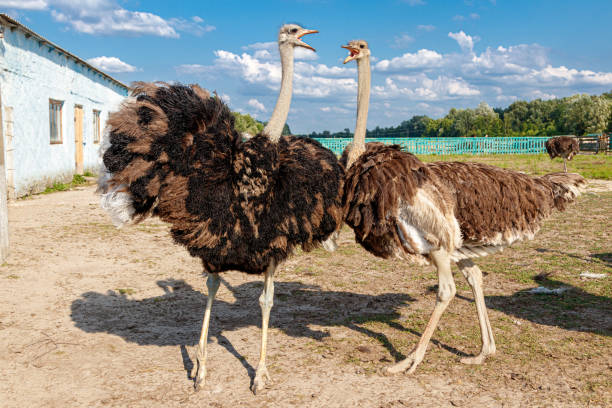 Beautiful ostriches on a farm against a blue sky close-up