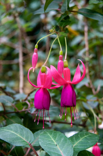 istock Purple tropical flower at Cameron Highlands 1392702378
