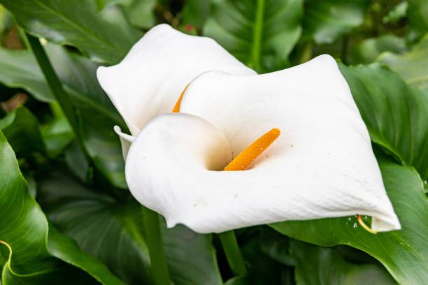 istock White tropical flower at Cameron Highlands 1392702551