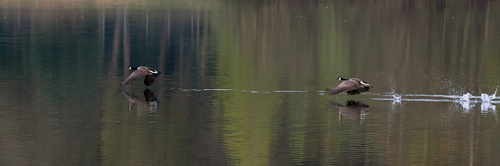 Early morning side view close-up of two Canadian geese (Branta canadensis) flying up from a lake with splashing water, green color from trees out of sight in the background is reflected in the water