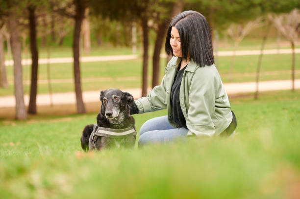 istock Female owner caressing dog in park 1392704468