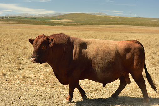 An awesome Angus bull in the dry grassland of the Koue Bokkeveld in the Western Cape of South Africa