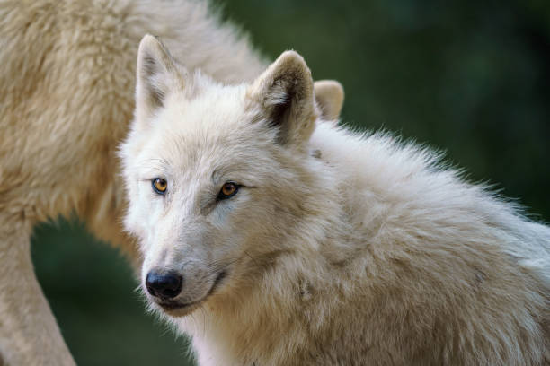 istock Arctic wolf (Canis lupus arctos), also known as the white wolf or polar wolf 1392706937