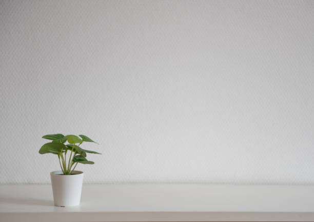 istock Little green plant on a white wall 1392707009