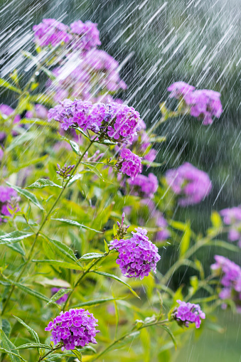 Flower Phlox subulata  in the rain in summer time, purple phlox under rain or water drops outdoors, flowering plant of the family Polemoniaceae in garden