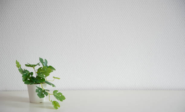 istock Little green plant on a white table with empty space 1392707202