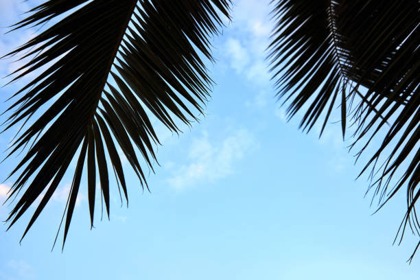 istock Palm leaf silhouette against blue sky 1392707596