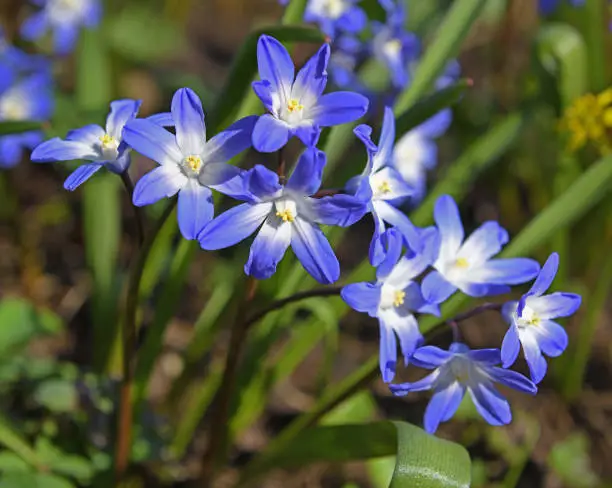 Scilla luciliae, species of flowering plant in family Asparagaceae. It is referred to by common names Bossier's glory-of-the-snow or Lucile's glory-of-the-snow