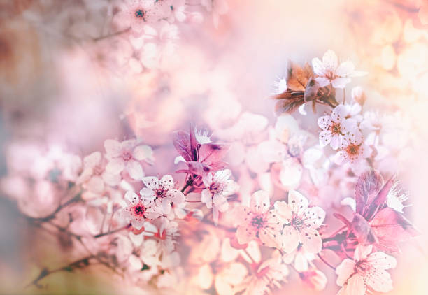 Beautiful nature in spring, selective and soft focus on flower tree, branch in bloom lit by sun rays, pink cherry blossom