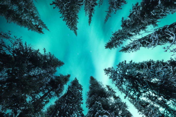 Beautiful Aurora borealis, Northern lights glowing in snow covered pine forest in national park at night Below of beautiful Aurora borealis, Northern lights glowing in snow covered pine forest in national park at night polar climate stock pictures, royalty-free photos & images