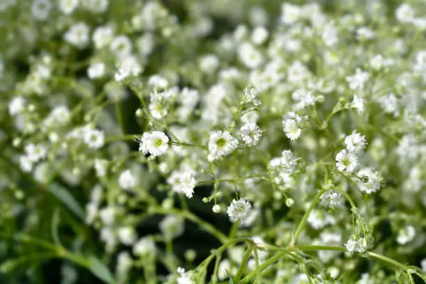 Babys breath Snowflake small white flowers - Latin name - Gypsophila paniculata Snowflake