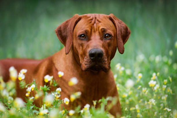 istock rhodesian ridgeback dog in spring summer flower nature background 1392709441