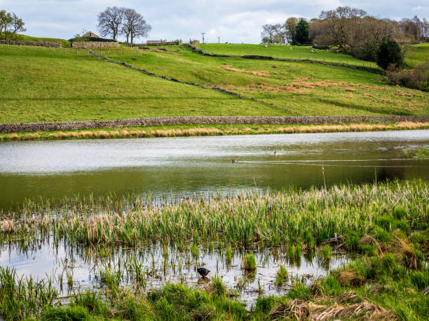 John O' Gaunt reservoir in Nidderdale in Yorkshire. A beautiful Spring afternoon and the views are lovely with dry stone walls and wild fowl.