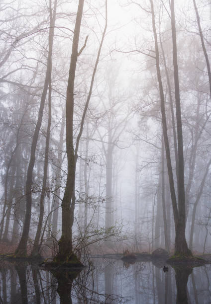 palude con alberi e piccolo lago nella nebbia nebbiosa all'alba. paesaggio ceco tranquillo e lunatico - swamp moody sky marsh standing water foto e immagini stock