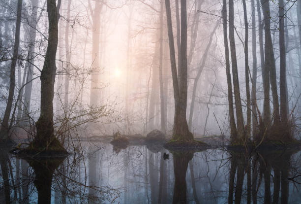 Swamp with trees and small lake in misty fog at sunrise. Tranquil, moody Czech landscape stock photo