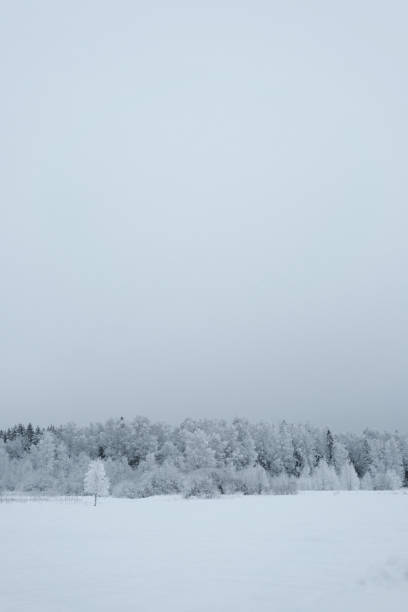 Rustic winter landscape. The coniferous and deciduous trees forest is strewn with snow on a frosty winter cloudy day. Minimalistic natural background.