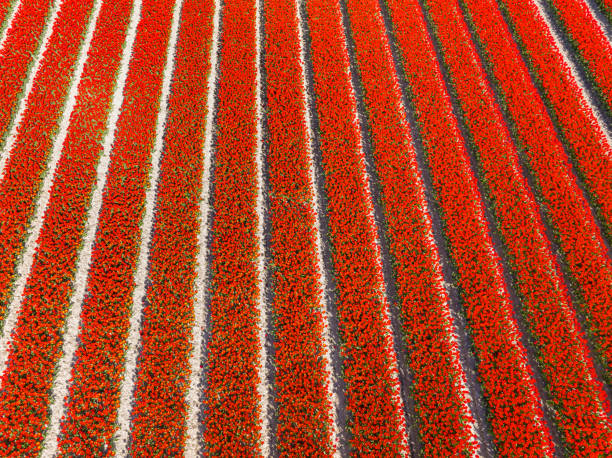 istock Tulips growing in agricutlural fields during springtime seen from above 1392710218