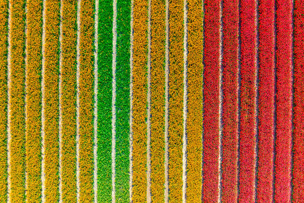 istock Tulips growing in agricutlural fields during springtime seen from above 1392710864