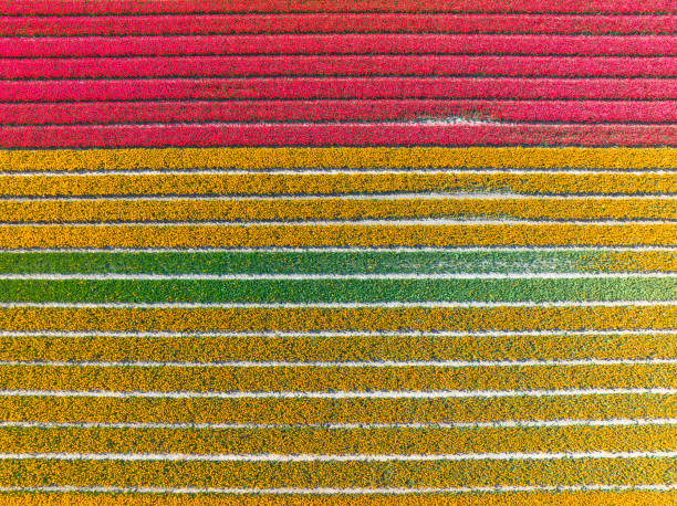 istock Tulips growing in agricutlural fields during springtime seen from above 1392711206