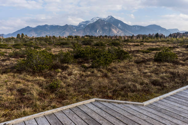 Rottauer Filzen moor in Bavaria with a view to the Chiemgau Alps, Grassau, Bavaria, Germany.