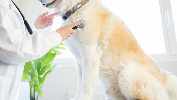 istock person at a vet examining a dog 1392711740
