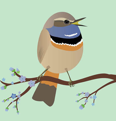 A very cute Bluethroat bird in the shape of an egg. Soft green background. The bird sits on a branch with blue blossoms.