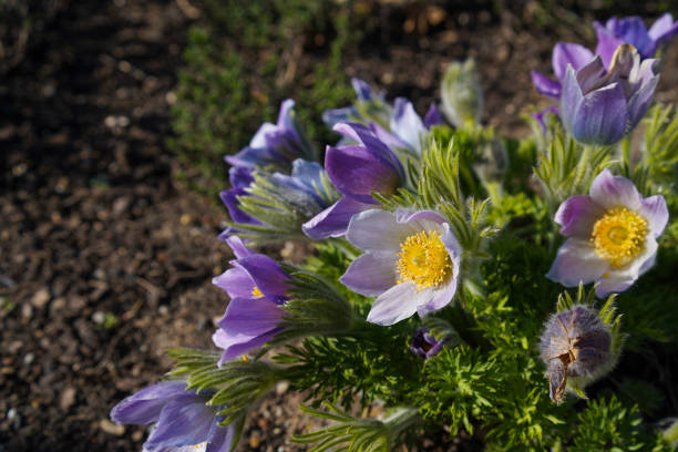 pasque flower also called prairie crocus flowers