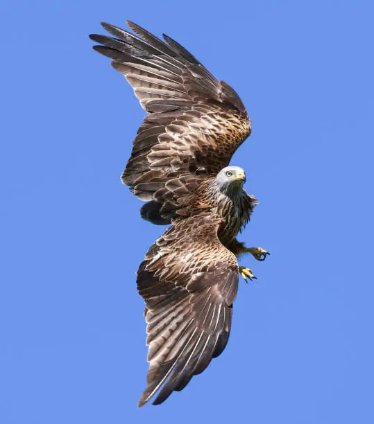 Red Kite in flight