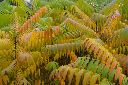 Yellow, orange and green autumnal foliage of Rhus typhina in October
